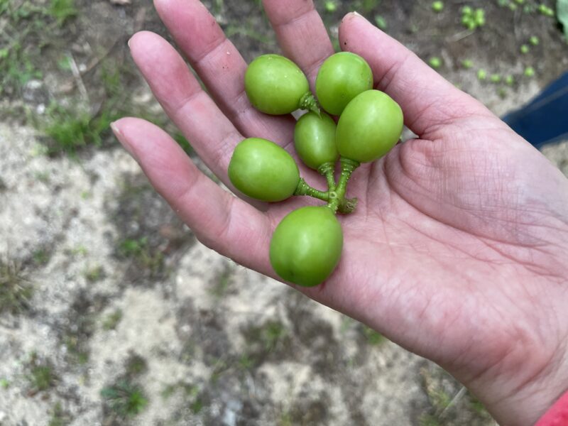 【〇〇農園】摘果ぶどうの実