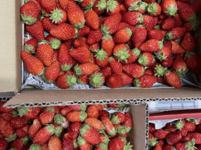 【八巻農園】　加工用、奇形果、傷あり