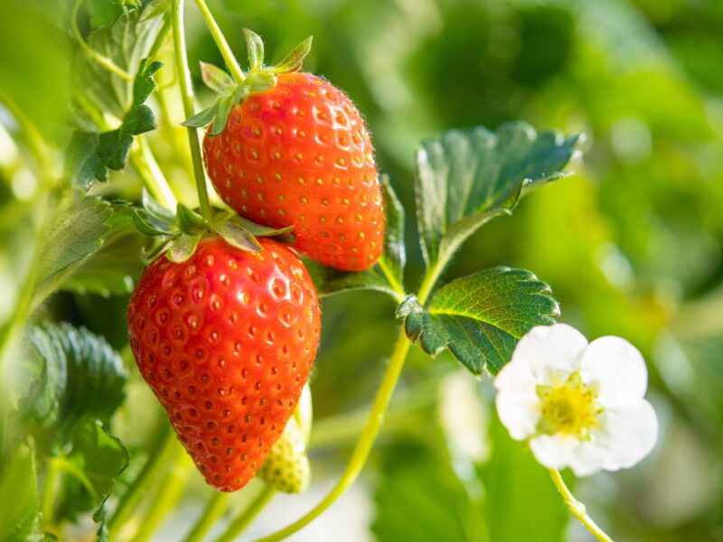 ゆうやけベリー